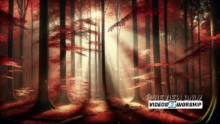 Read more about the article Autumn Motion Loop Colorful Forest Video Background