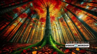 Read more about the article Tall Tree And Colorful Forest Autumn Motion Worship Loop