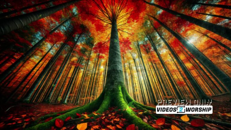 Read more about the article Tall Tree And Colorful Forest Autumn Motion Worship Loop