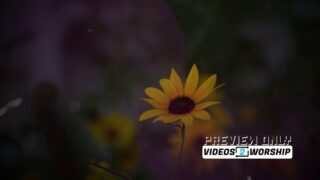 Read more about the article Sunflower Worship Motion Background | Autumn Church Video Loop | Christian Media Graphic