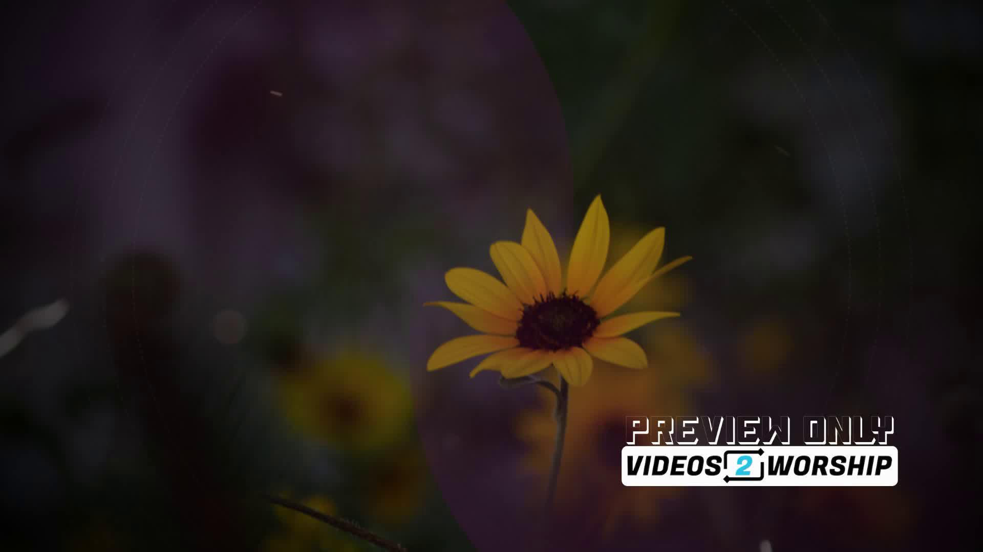 Autumn Sunflower Worship Motion Graphics
